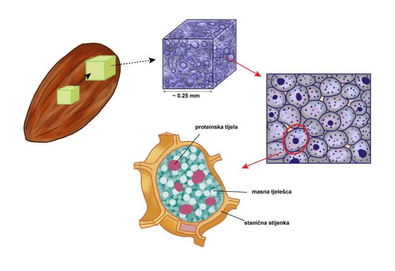 Badem: Hranjive tvari su ”upakirane” u omot od stanične stijenke. Stanična stijenka čini matriks
