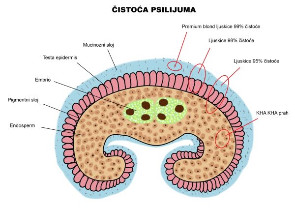 cistoca_psilijuma